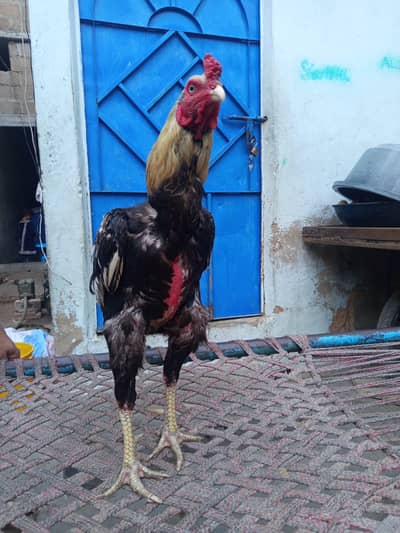 لکالا جاوا مرغا۔/موبائل نمبر واٹس ایپ /03162952712