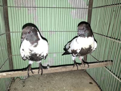 black cabra