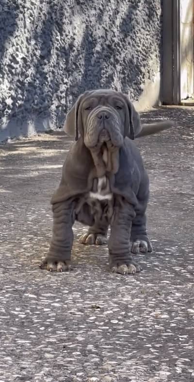 Neapolitan mastiff puppies available for booking with passport pedigre