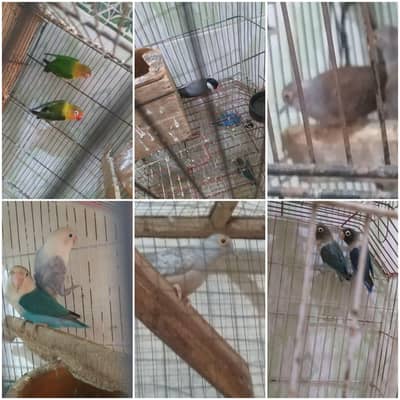 love bird java finch and diamond dove all breeder