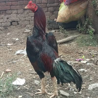 Sell hen