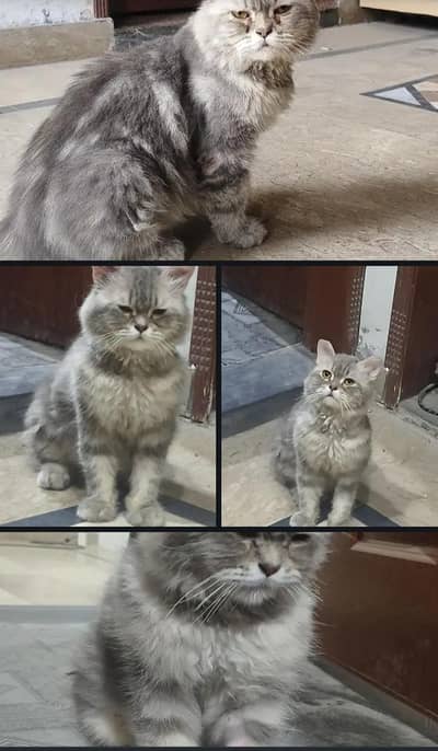 Person Smokey colour cat For urgent sale