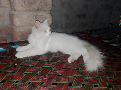persain catten