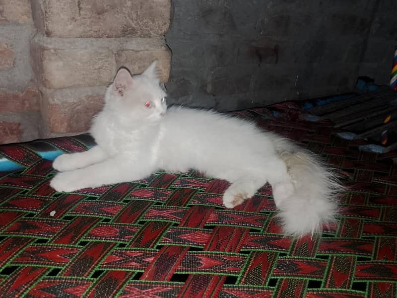 persain catten 0