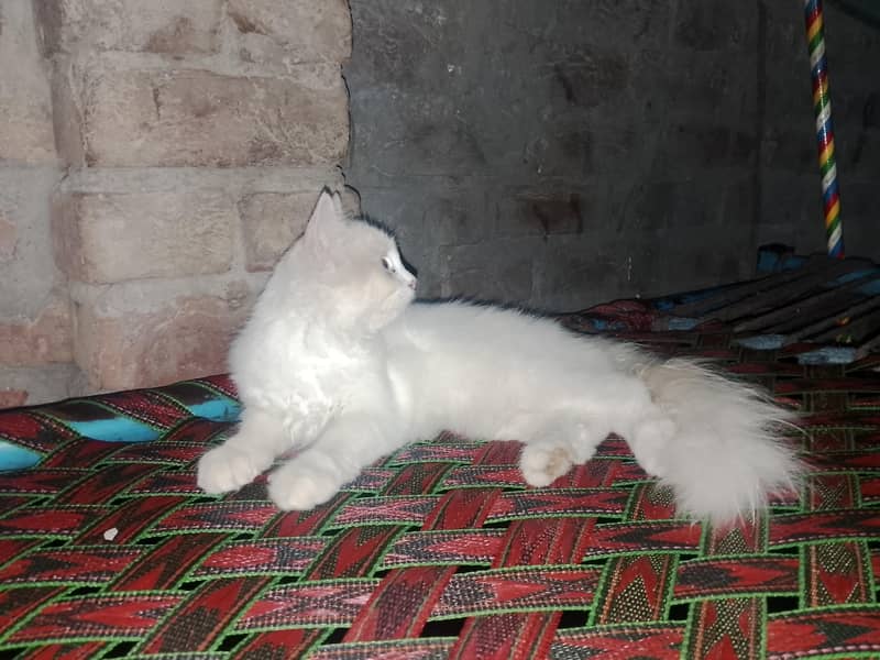 persain catten 1