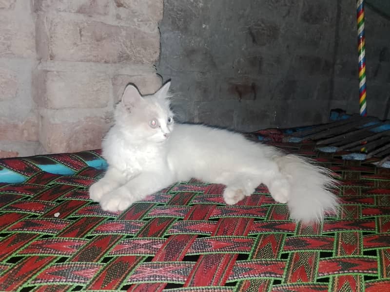 persain catten 2
