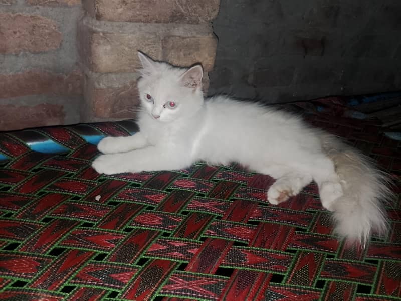 persain catten 3