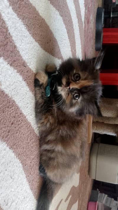 Persian semi punch face kitten