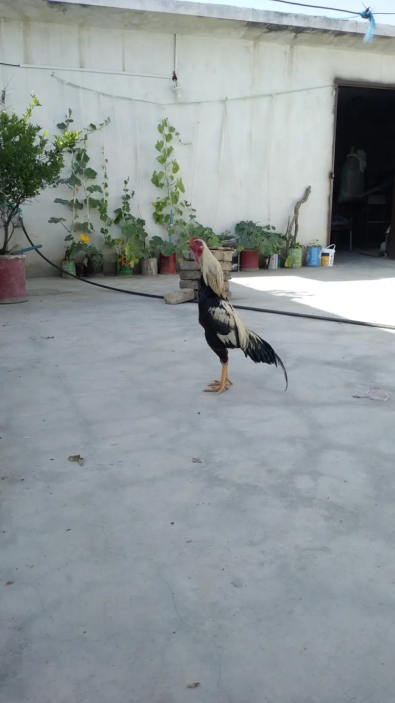java aseel — photo 2