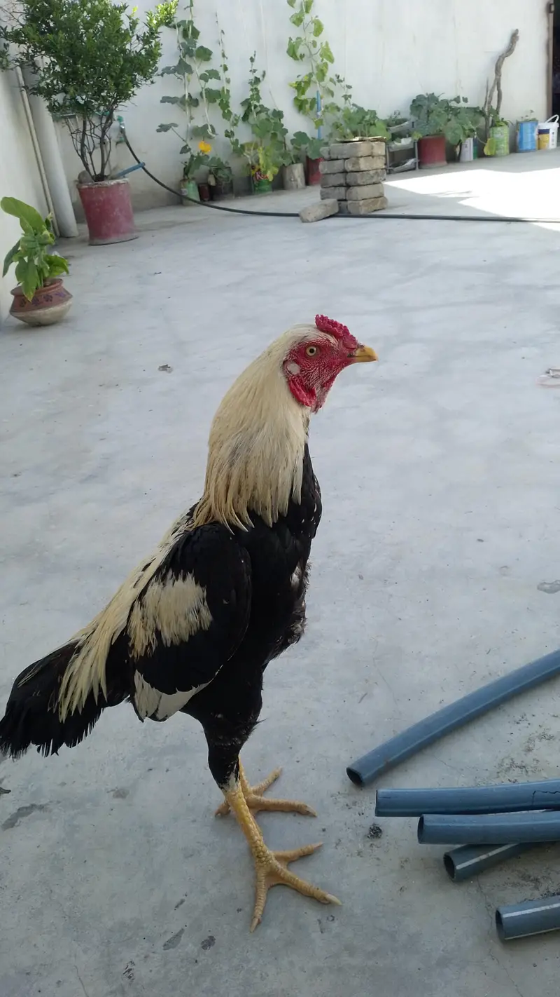 java aseel — photo 3
