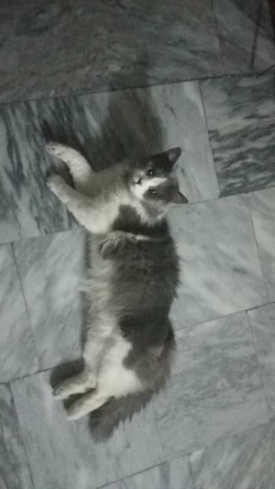 Persian cat
