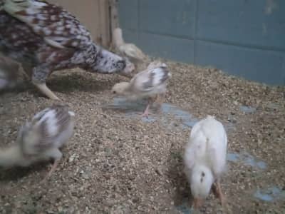 5 Aseel Chicks High Quality
