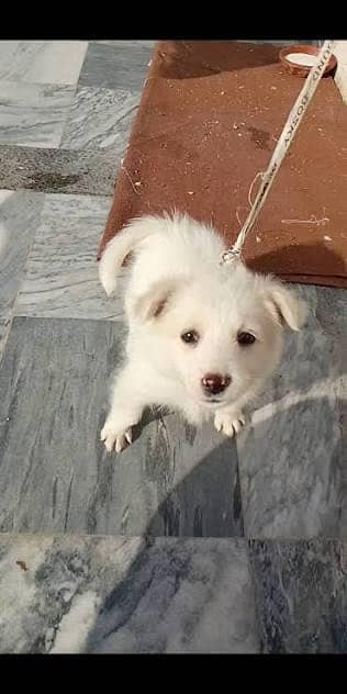 Cute Russian puppy