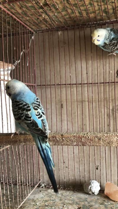 Budgie red eye black eye Acha colour ka hay sab