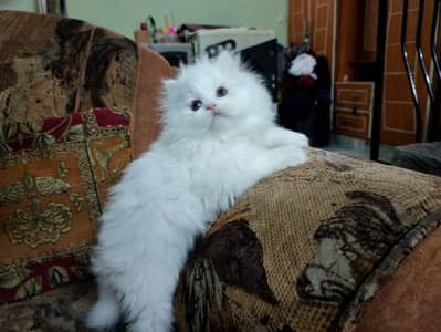 Persian cat for sale 2 month age available