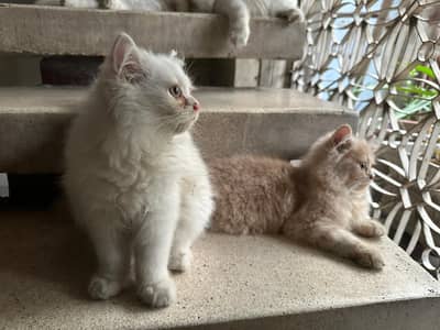 2 Doll Face vaccinated tripple coat male Kittens 3.6 months old