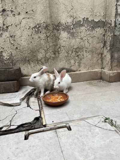 White Rabbits for sale