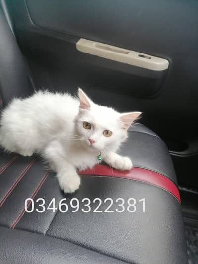 Persian kitten