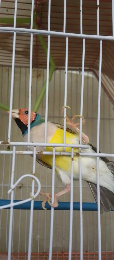 gulaidin male