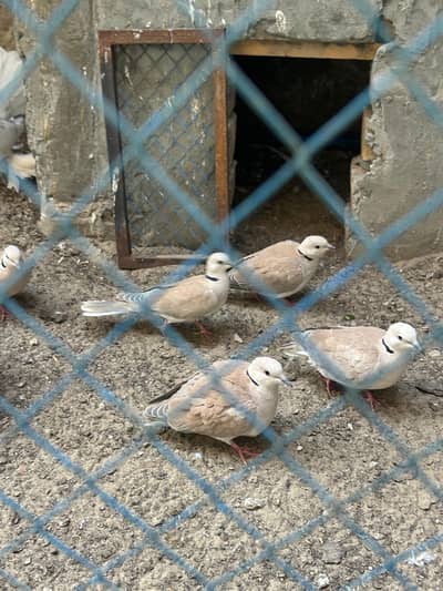 Breeder pairs of doves