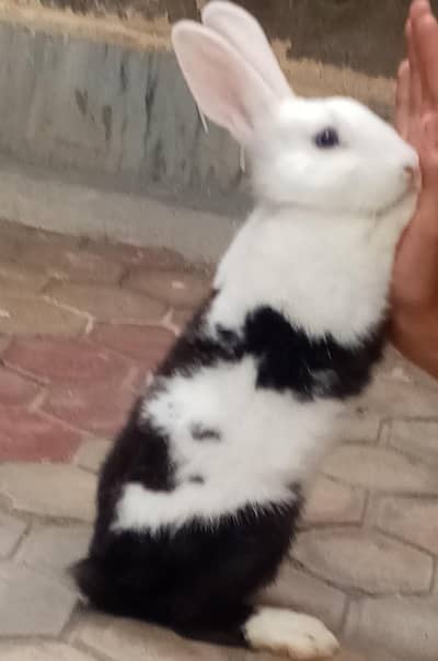 litter trained rabbit for sale