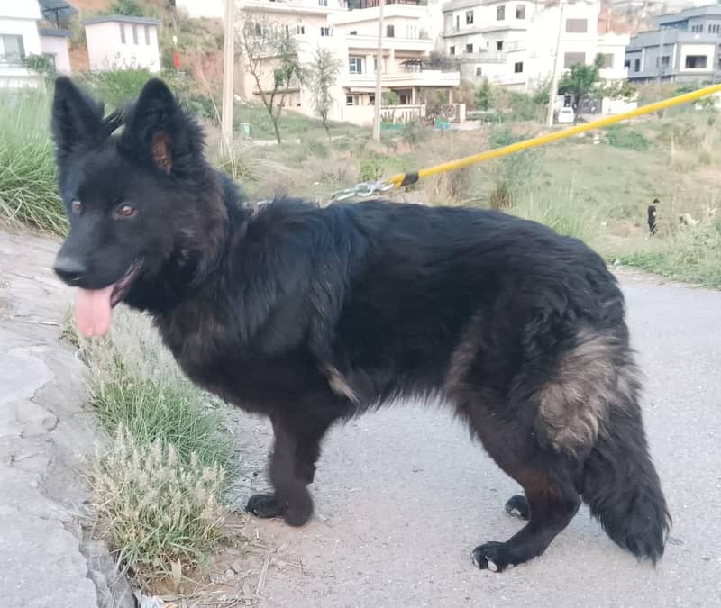 German shepherd 4