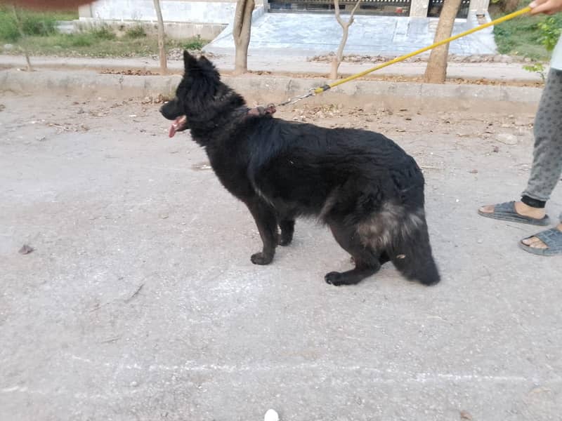 German shepherd 6