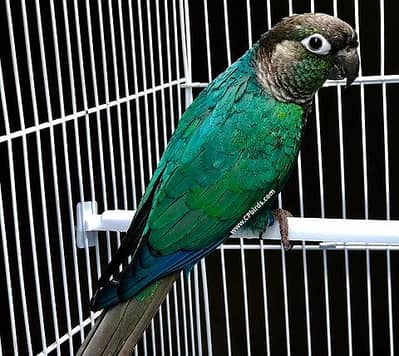 blue turquoise female with dna bfbc