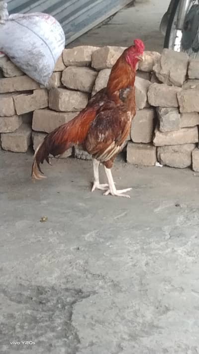 aseel murgy for sale