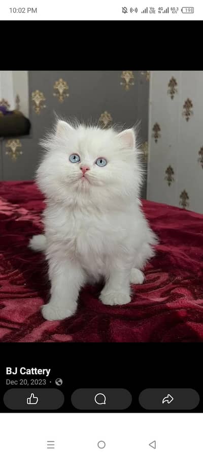 Persian kittens for sale only call and whatup,