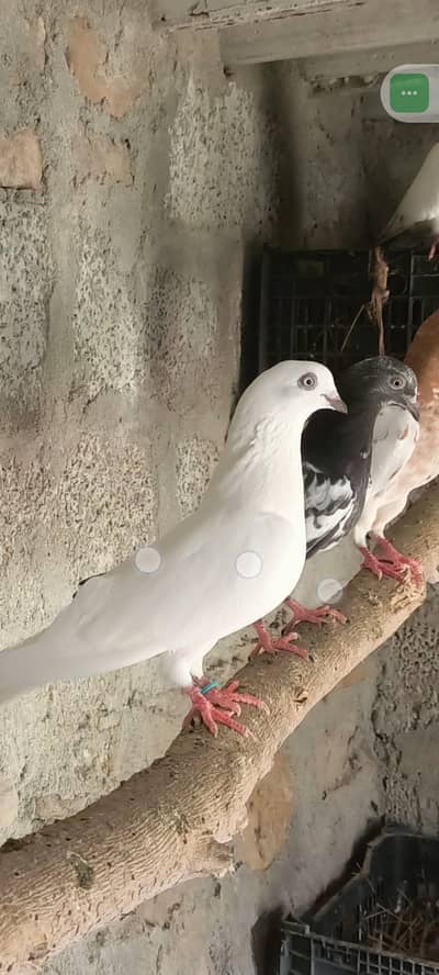 White Madi lakha male