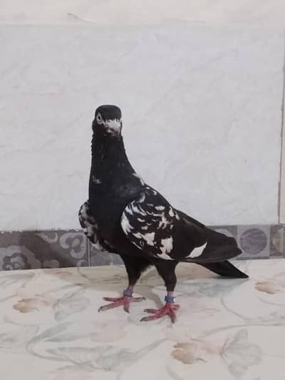 urgent saele fancy 2500 jora or urnay walay wala 1500 pr or rampurii3k