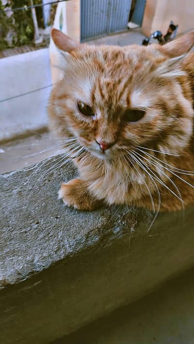 Persian golden pair