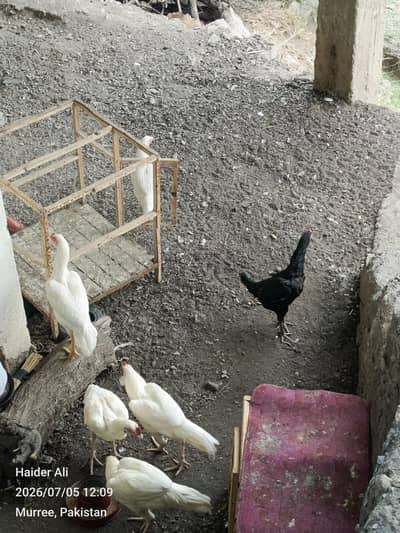 Heera Pathy and chicks
