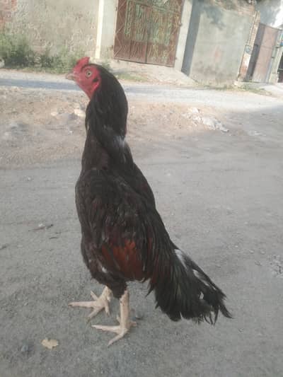 aseela shamo cross