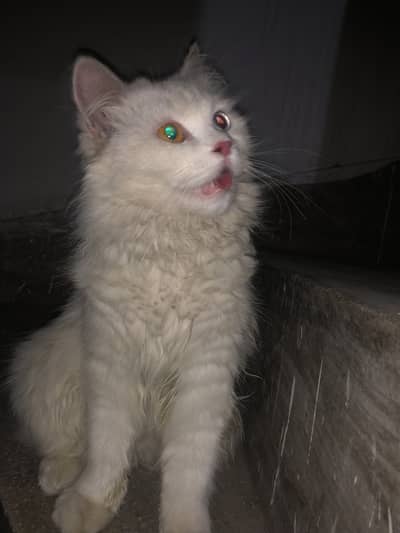 Persian white double coat Odd eyes Cat