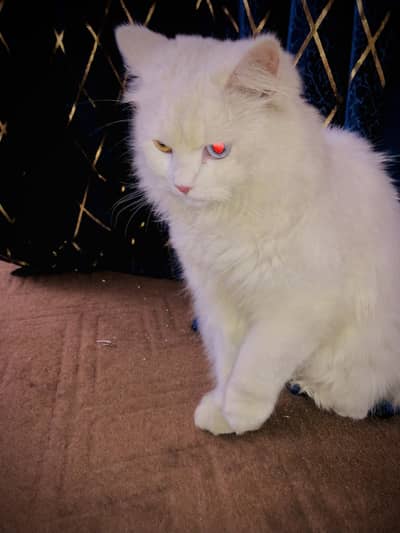 Persian white double coat Odd eyes Cat