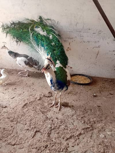 peacock pair rainbow colour