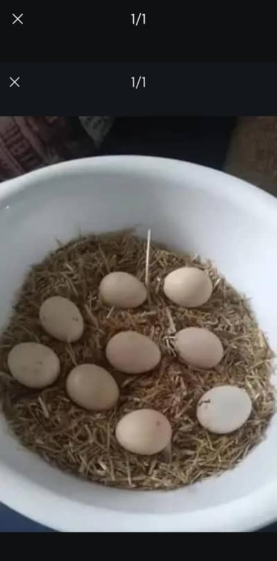 Aseel hens Fertile Eggs