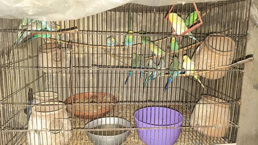 18 Parrots With Cage