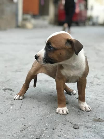Pitbull kids