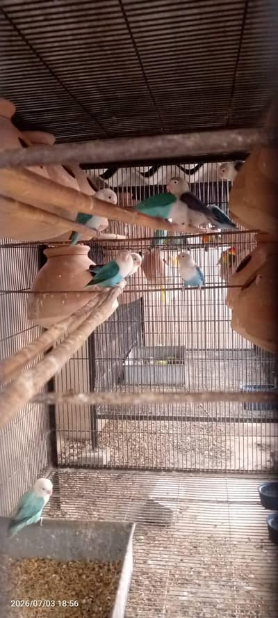 birds setup for sale