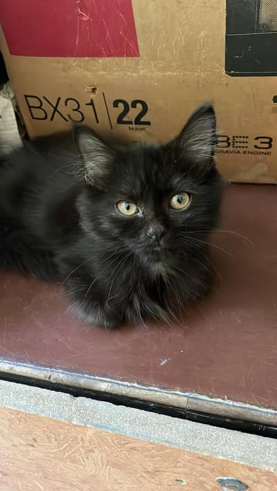 Vaccinated Black Persian Kitten for Sale – Fluffy, Healthy & Adorable