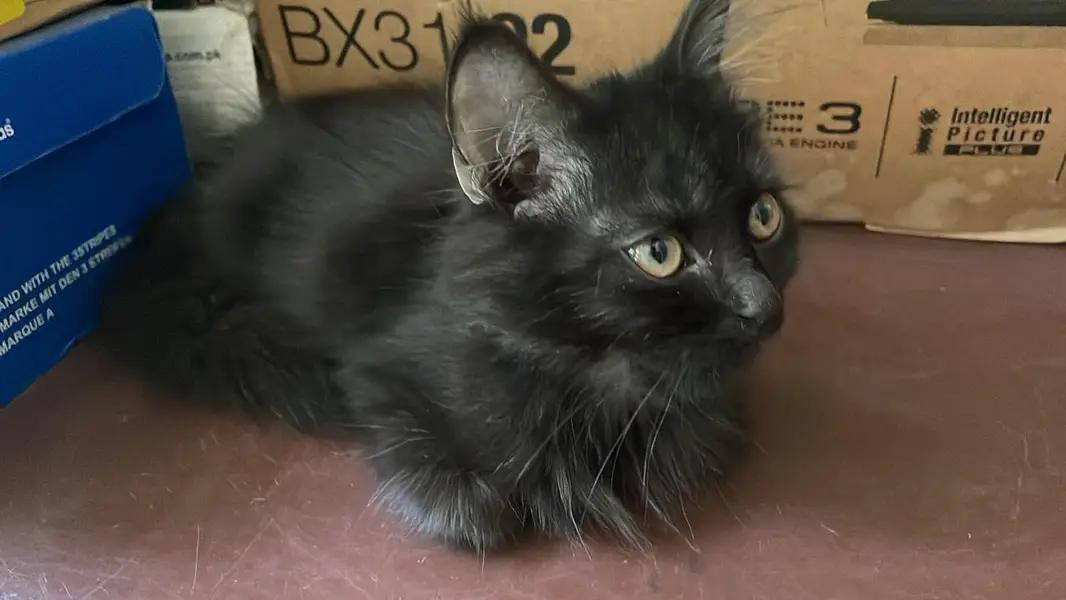 Vaccinated Black Persian Kitten for Sale – Fluffy, Healthy & Adorable — photo 2