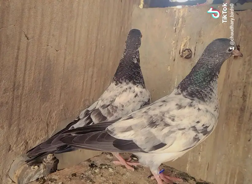 Teddy,golden bacha for sale. 03266966686. — photo 2