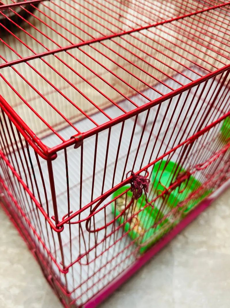 birds double cage for sale — photo 3