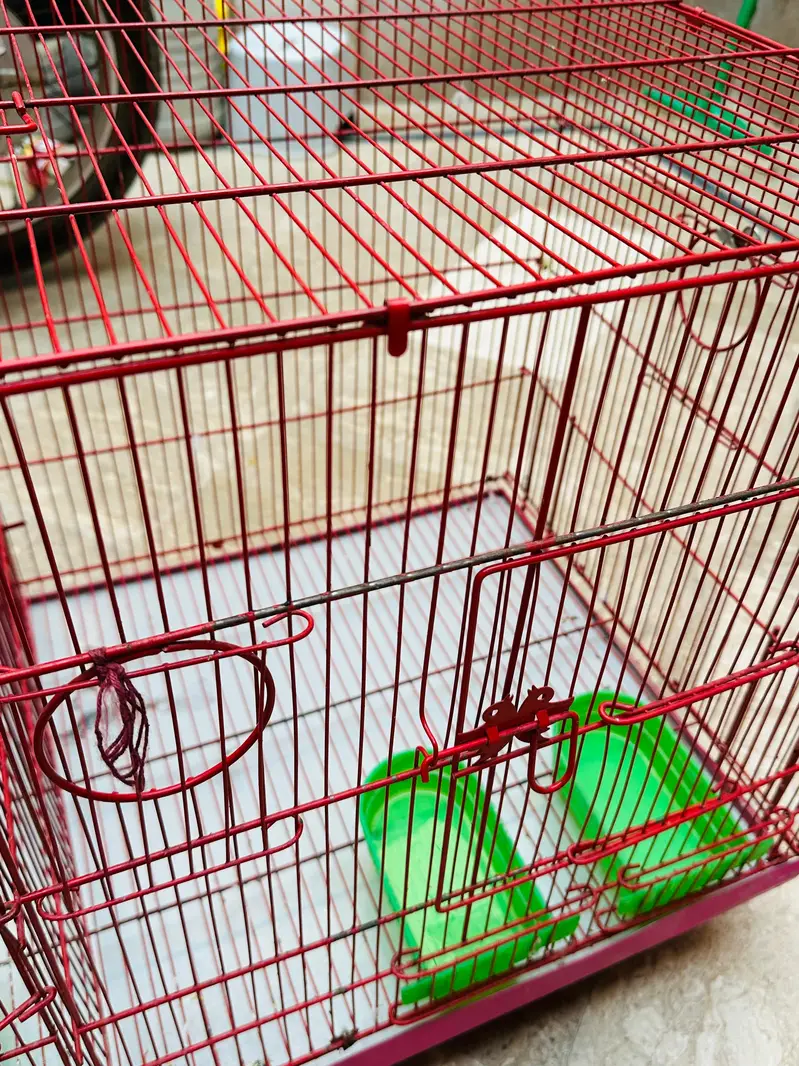 birds double cage for sale — photo 4