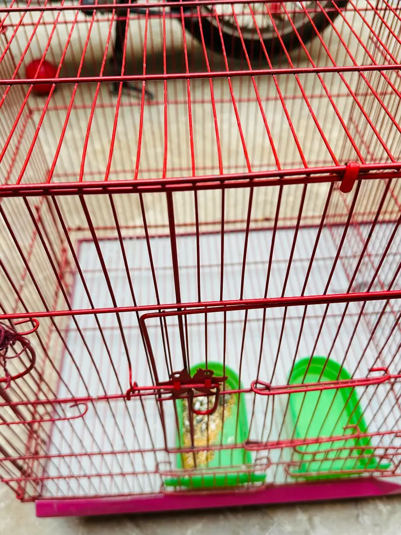 birds double cage for sale — photo 5