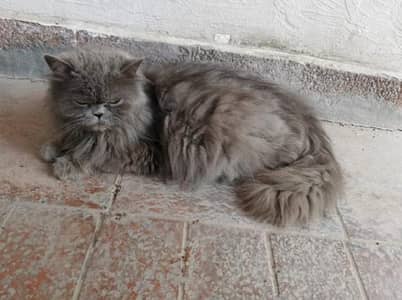 persion punch face breeder female cat for sale