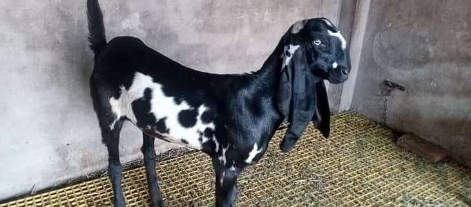 Desi beetal bakri